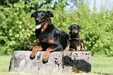 BEAUCERON - ADULTS and PUPPIES 055